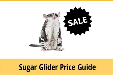 Types Of Sugar Glider Bites Causes And Treatments Zooawesome