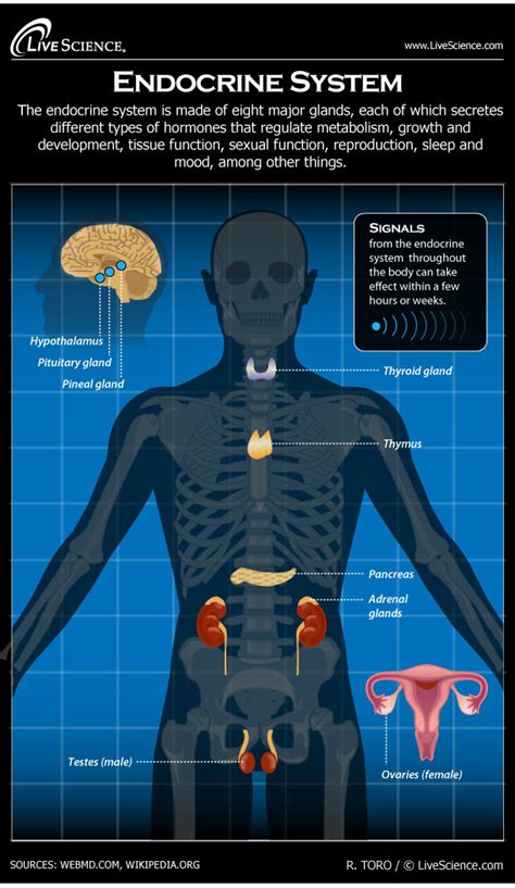 Endocrine System Diagram With Labels