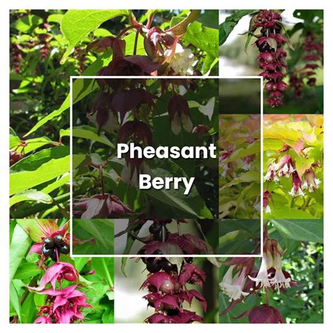 How to Grow Pheasant Berry - Plant Care & Tips | NorwichGardener