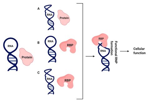 Compendium Of Methods To Uncover Rna Protein Interactions In Vivo