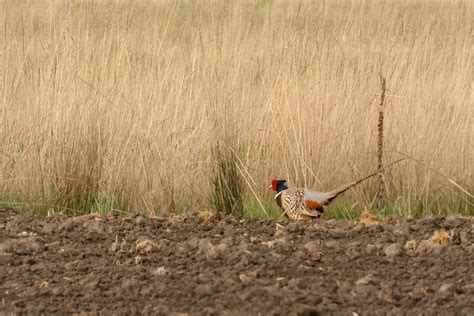 Pheasant Populations Dependent On Weather And Habitat Naturally North