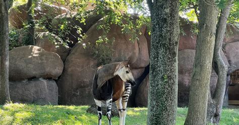 world okapi day  st louis  st louis zoo