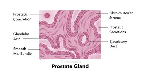 Simplified Histology Diagram Of Prostate Gland Reproductive System