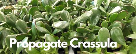 Tips On How To Grow And Propagate Crassula Plants Indoor Monk