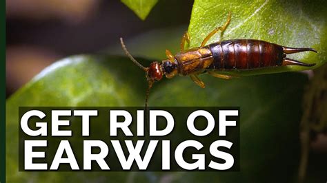 How To Get Rid Of Earwigs In Your House Australia Kami Cartwright