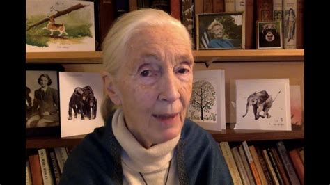 Message To The Flyway Youth Forum From Dr Jane Goodall Youtube