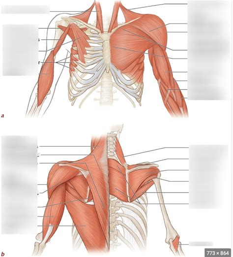 muscles of the shoulder Diagram | Quizlet