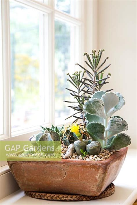 A Potted Plant Sitting On Top Of A Window Sill