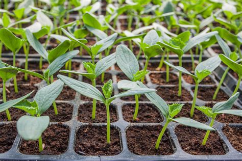 7 Tips For Transplanting Seedlings Into The Garden