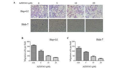 A Novel AKT Inhibitor AZD5363 Inhibits Phosphorylation Of AKT