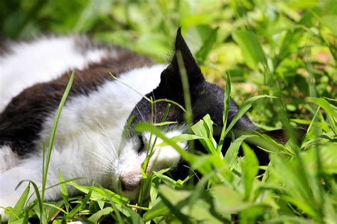Cat Grass Sleeping Free Photo On Pixabay Pixabay