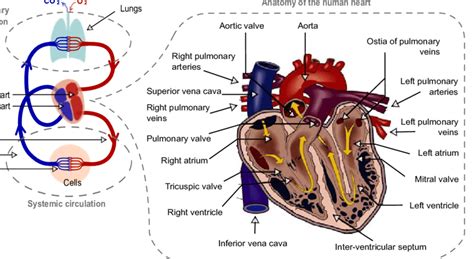 How Human Blood Circulatory System Functions Mcqs Study Notes