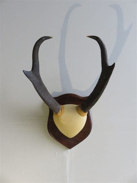 Pronghorn Antelope Horns on Plaque A-121P – Mounts For Sale