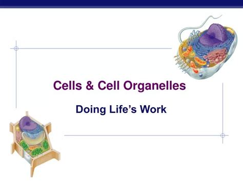 Ppt Cells And Cell Organelles Powerpoint Presentation Free Download