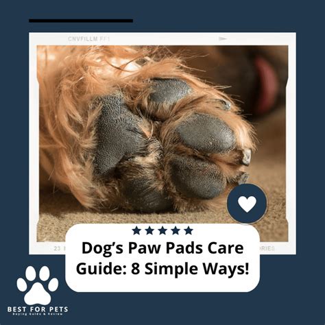 Dog'S Paw Pads Care Guide: 8 Simple Ways! - BestForPets.org