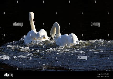 As Spring Approaches The Cob Mute Swan Becomes More Aggressive In The