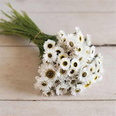 40 Helipterum Pierrot White Paper Daisy Seeds Etsy