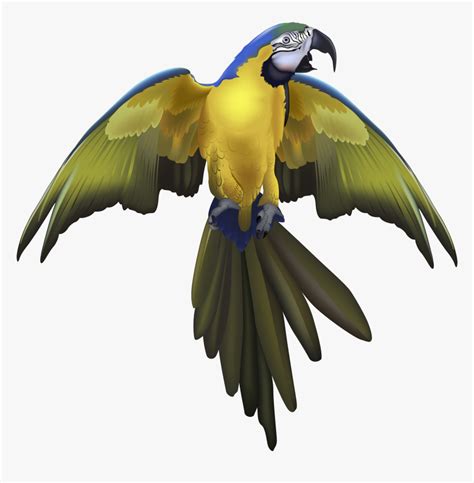 Macaw Spreaded Wings Drawing, HD Png Download , Transparent Png Image ...