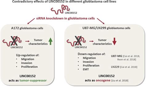 Linc00152 Knockdown Leads To Contrary Phenotypes In Different