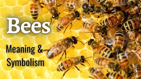 🐝🐝what Does It Mean When A Bee Visit Your Home 🐝🐝 Spiritual Meaning