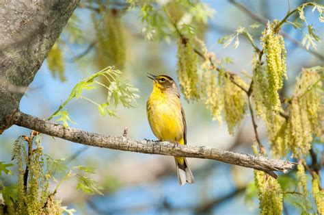 Palm Warblers During Spring Migration Todd Henson Photography