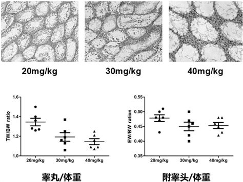 一种无精子症小鼠模型的构建方法与流程