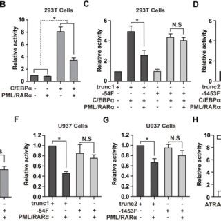 PML RARα binds to NEAT1 promoter and represses the C EBPα mediated