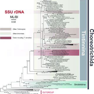 Maximum Likelihood ML Tree Inferred From SSU RDNA Sequences Showing