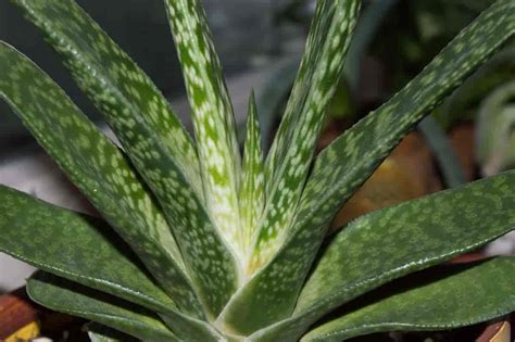 Gasteria Plant Care: Learn To Grow And Propagate Gasteria Succulents