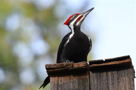 1000 Free Woodpeckers And Bird Images Pixabay