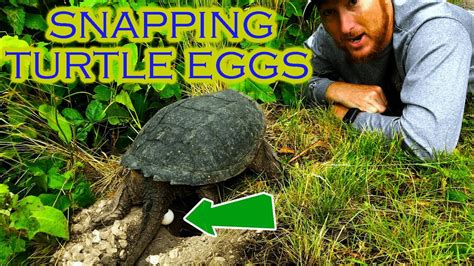 Snapping Turtle Laying Eggs Illinois Reptiles Youtube