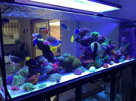 Photo #1 - 400g Mixed Reef - Yellow Belly Regal Blue Tang,