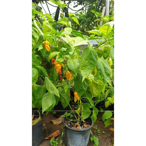 Много люти чушки в саксия (различни видове, височина 80-110 см) / Hot ...