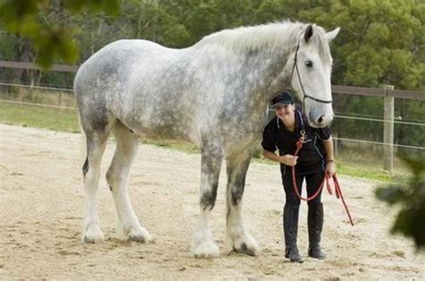 Belgian Draft Horse Info, Origin, History, Pictures