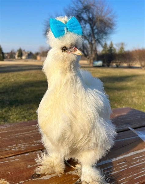 Silkie Hair Bows Hair Bow For Silkies Chicken Accessories Chicken Hair