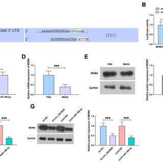 Figur 4 MiR 188 3p Directly Targets MDM4 A The Bioinformatics