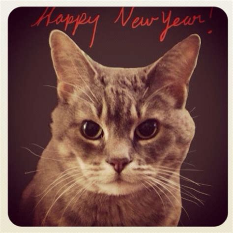 65 Best Images About Happy New Year Cats On Pinterest Cats New Year