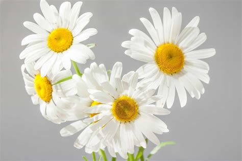 Free Picture Nature Flower Daisy Plant Herb Blossom Petal Bloom