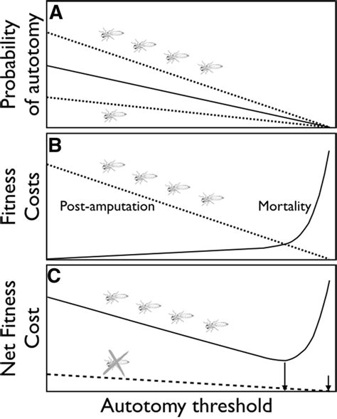 An optimal autotomy threshold that balances the opposing forces of... | Download Scientific Diagram