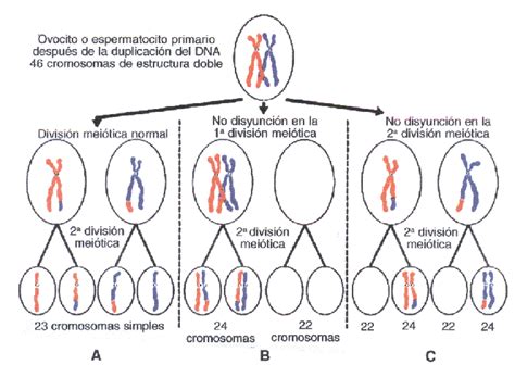 Cambios En El Número De Cromosomas Y En Su Estructura Biologia Para Todos