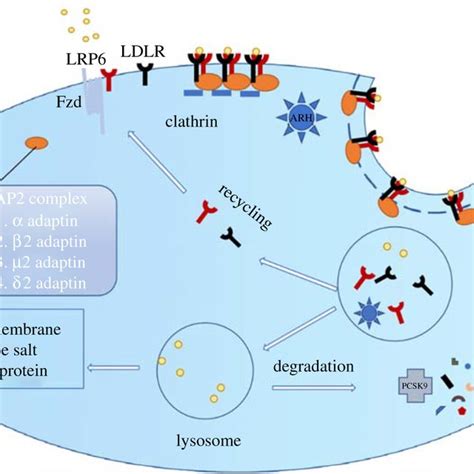 Ldl Internalization By Clathrin Dependent Endocytosis Download