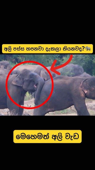 වල් අලි පස්ස හපන හැටී🥰🐘 Shorts Shortvideo Elephant Attack Tiktok