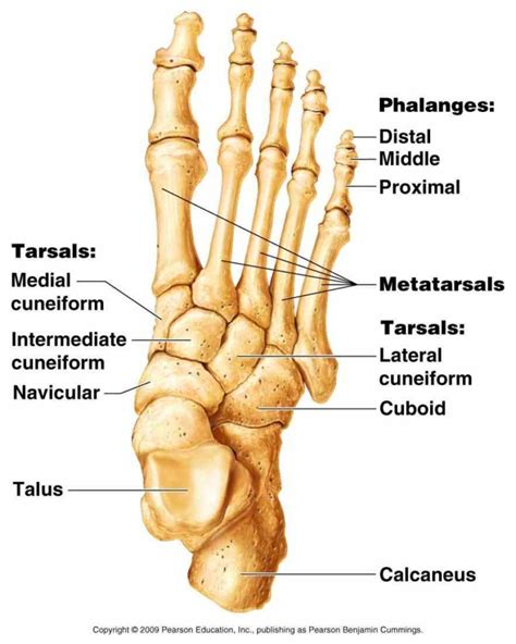 the appendicular skeleton is portion of vertebrates consisting bones links Anatomy Of ...