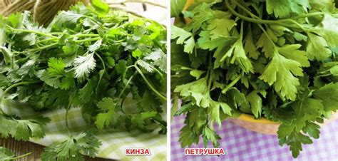 Кинза и петрушка: чем отличаются растения, по каким признакам их можно ...