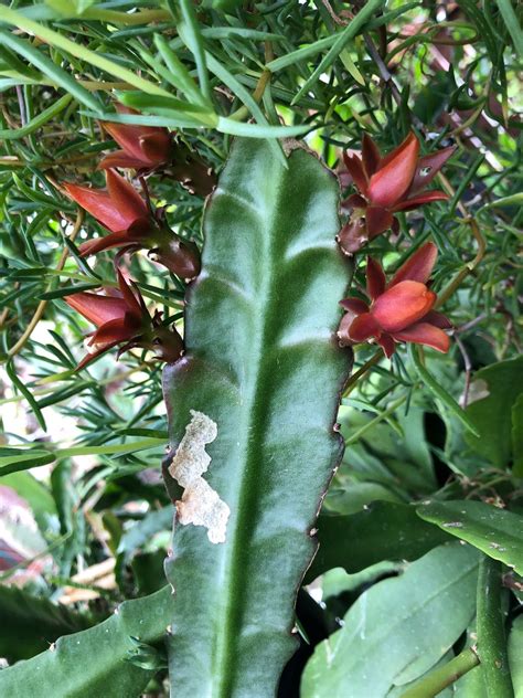 The Perfect Combo Cuttings Of Epiphyllum Red Ackermanii Etsy