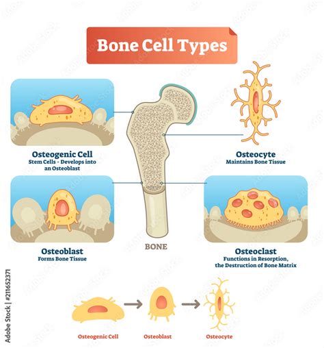 Vector illustration bone cell types diagram. Scheme of osteogenic cell ...