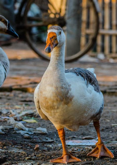 Swans or Raj Hash are Birds of the Family Anatidae Stock Image - Image ...