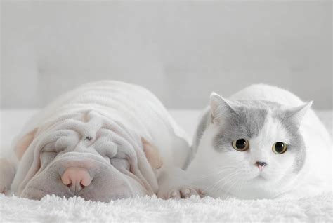 Really Cute Pictures Of Cats And Dogs - Infoupdate.org