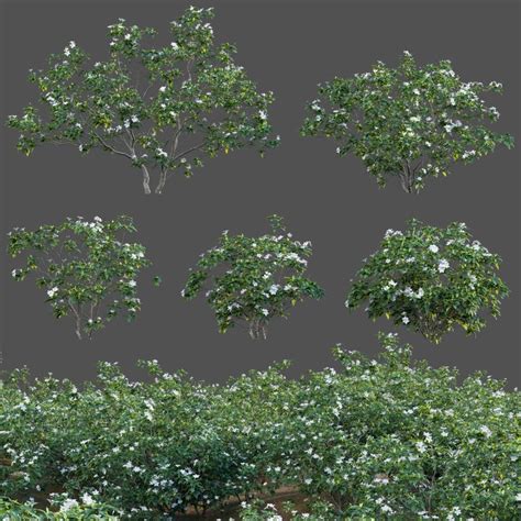 Tabernaemontana Dwarf Pinwheel Flower 3d Model 3dtree