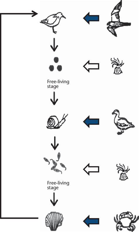 Example of a typical three-host life cycle of a trematode, showing the... | Download Scientific ...